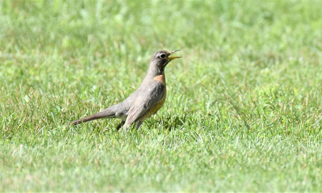 Stop feeding birds? News, Sports, Jobs The Daily News
